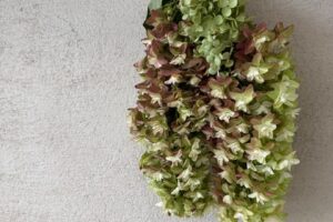 漆喰と紫陽花